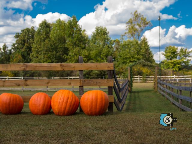 Pumpkin Patch in Arizona